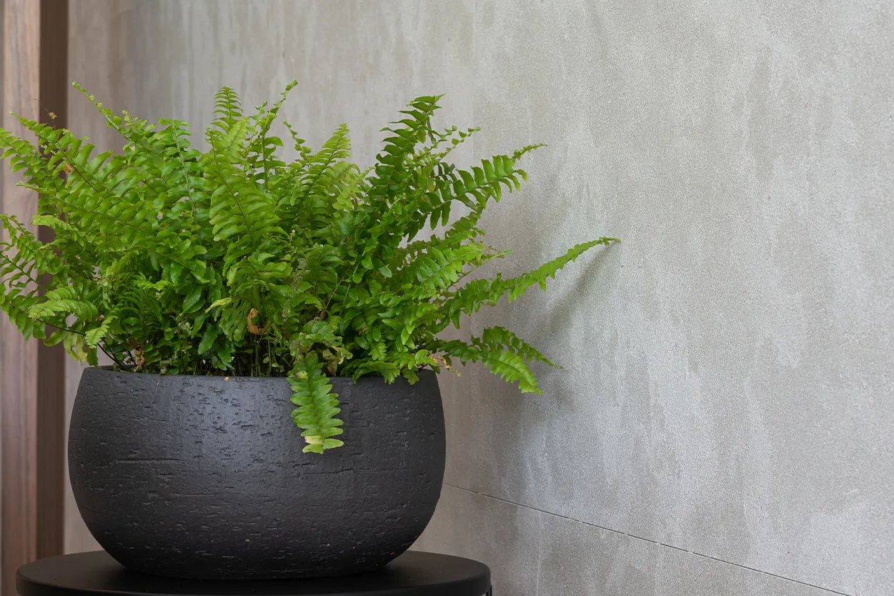 Avallon Clos Lucé - vue détaillée