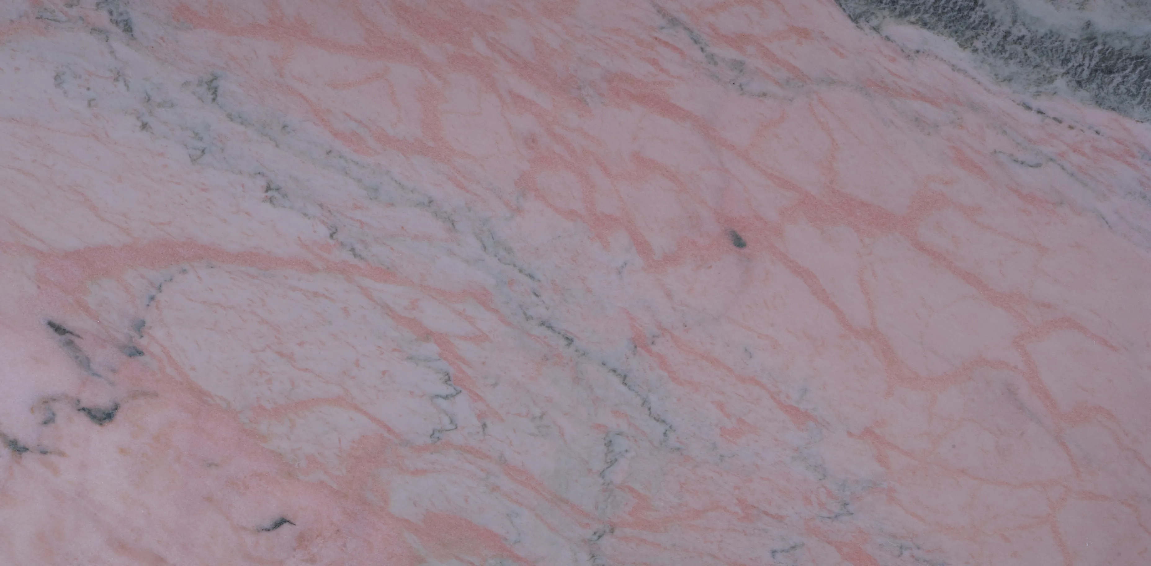 Rose Portugal Poli Brillant - vue détaillée